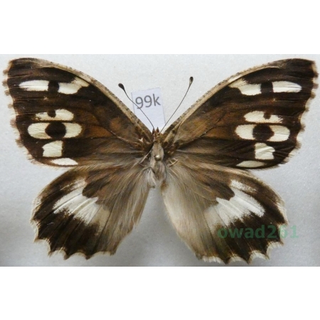 Chazara enervata (Alphéraky, 1881) Tadjikistan99k